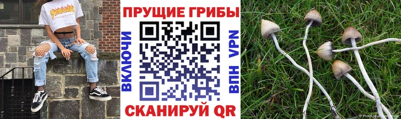 Купить закладки  Чебоксары  Галлюциногенные грибы мухоморы 